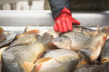 מכירת דגים אינה שימוש חורג בקרקע חקלאית